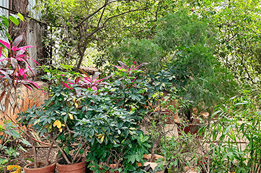 Green campus open play areas at Trueteachers IIT JEE and NEET coaching institute Nashik